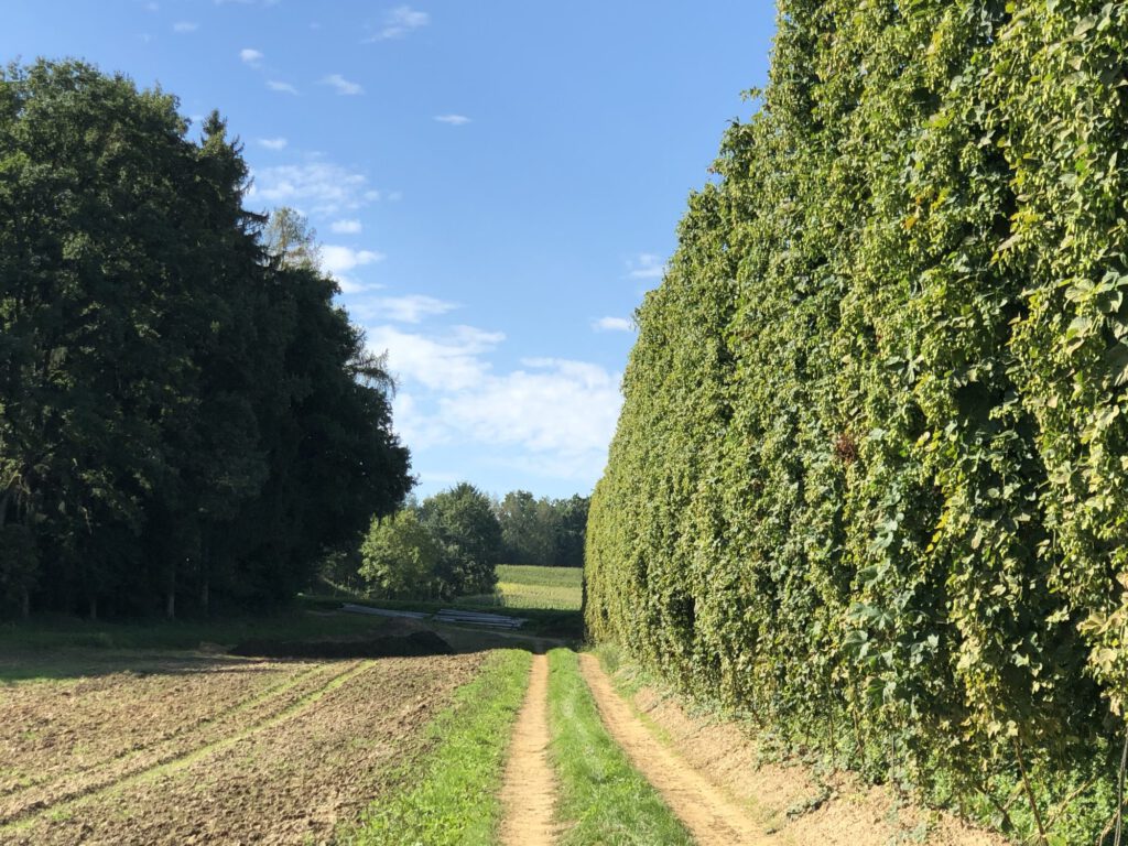 Hopfenzeit in der Holledau