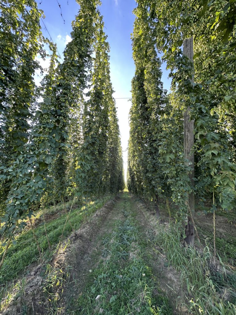 Dahoam – Wegkreuze und Hopfen